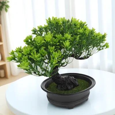 Home Office Guest Room - Faux Bonsai Pine Tree Artificial Guest