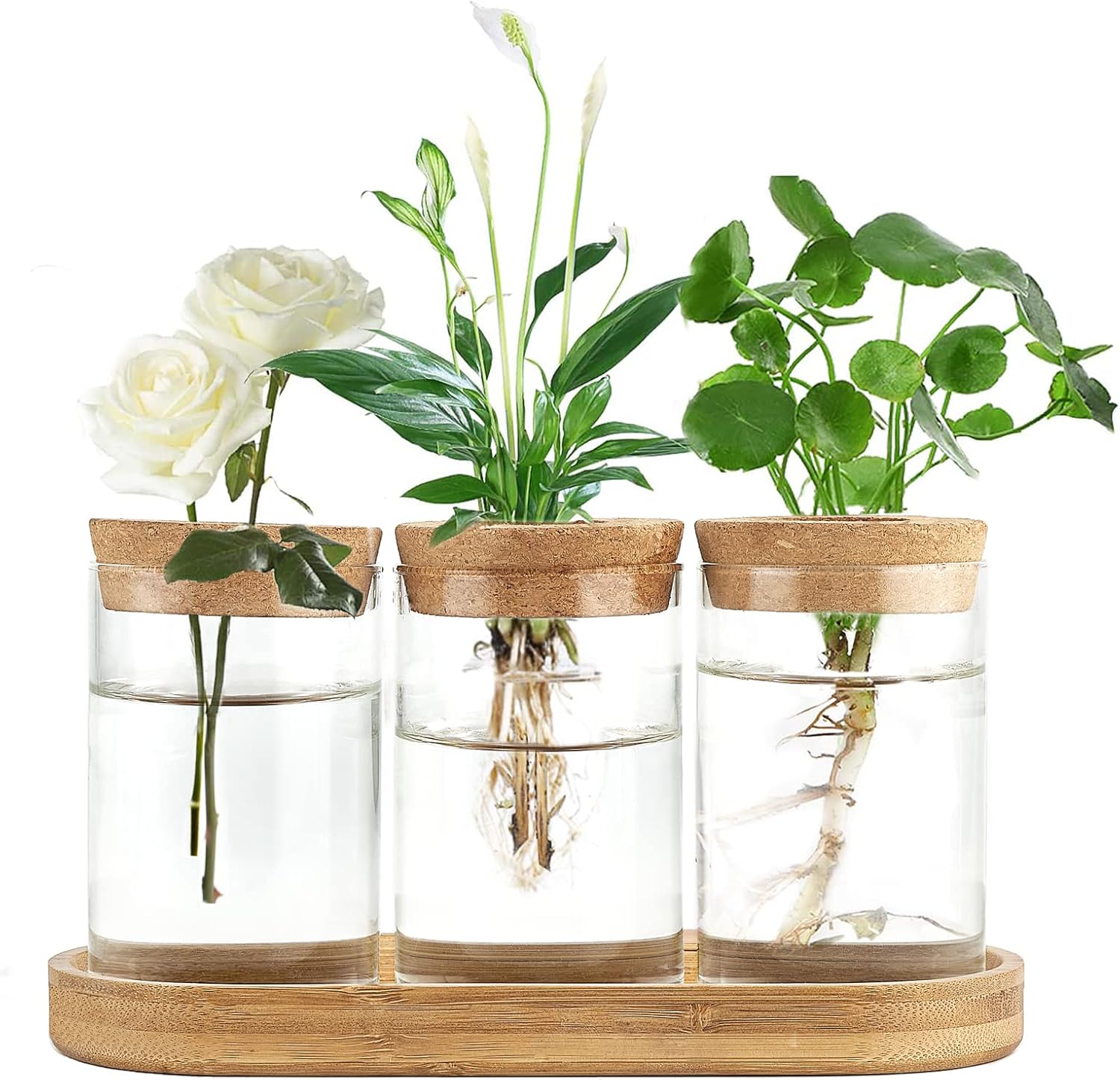 Home Office With Plants - 3 Pcs Glass Plant Propagation Station