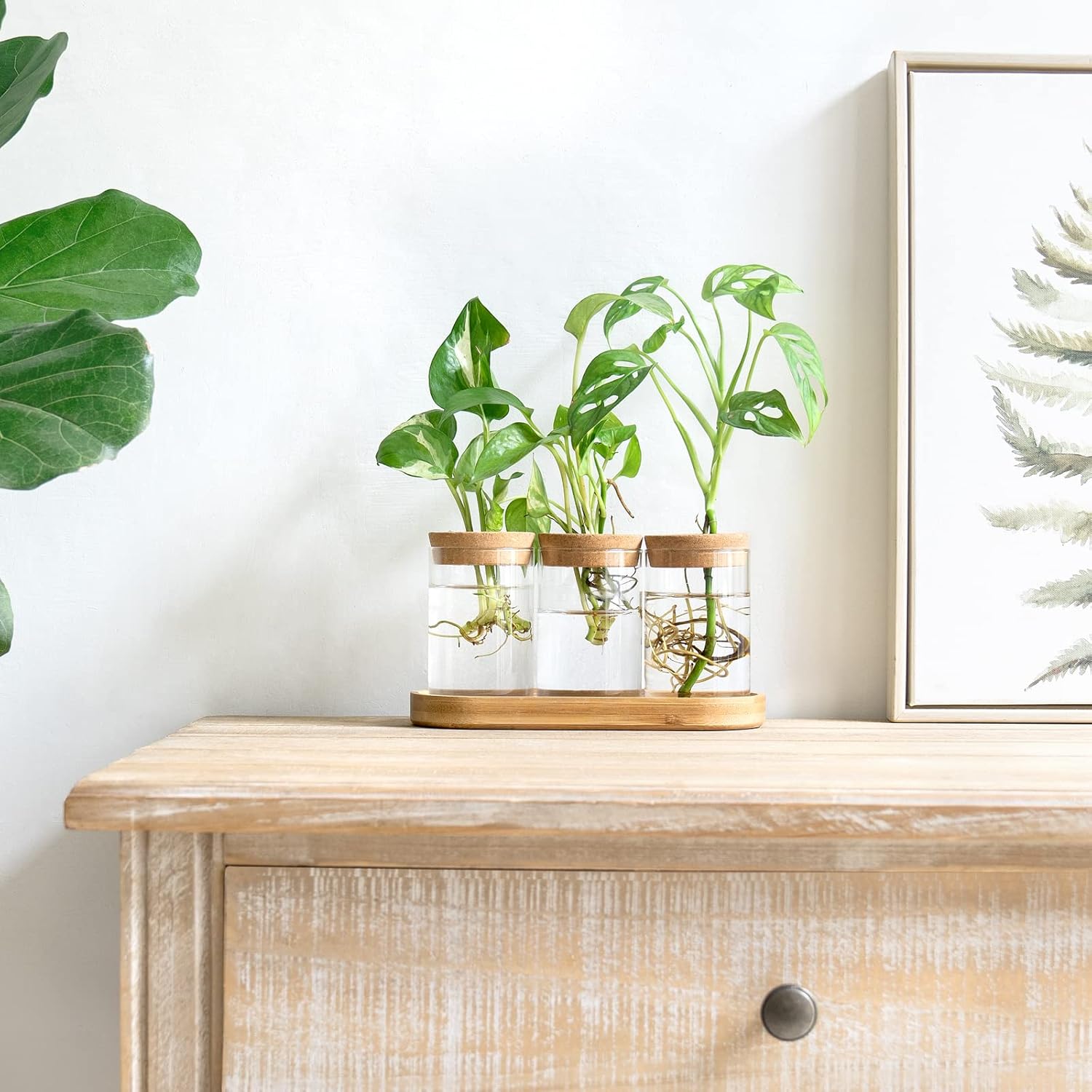 3 Pcs Glass Plant Propagation  - Home Office With Plants review and price