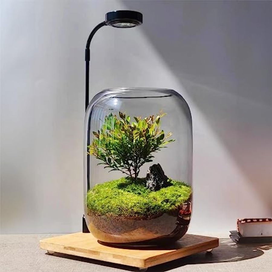 Glass Plant Terrarium Kit for  - Home Office With Plants review and price