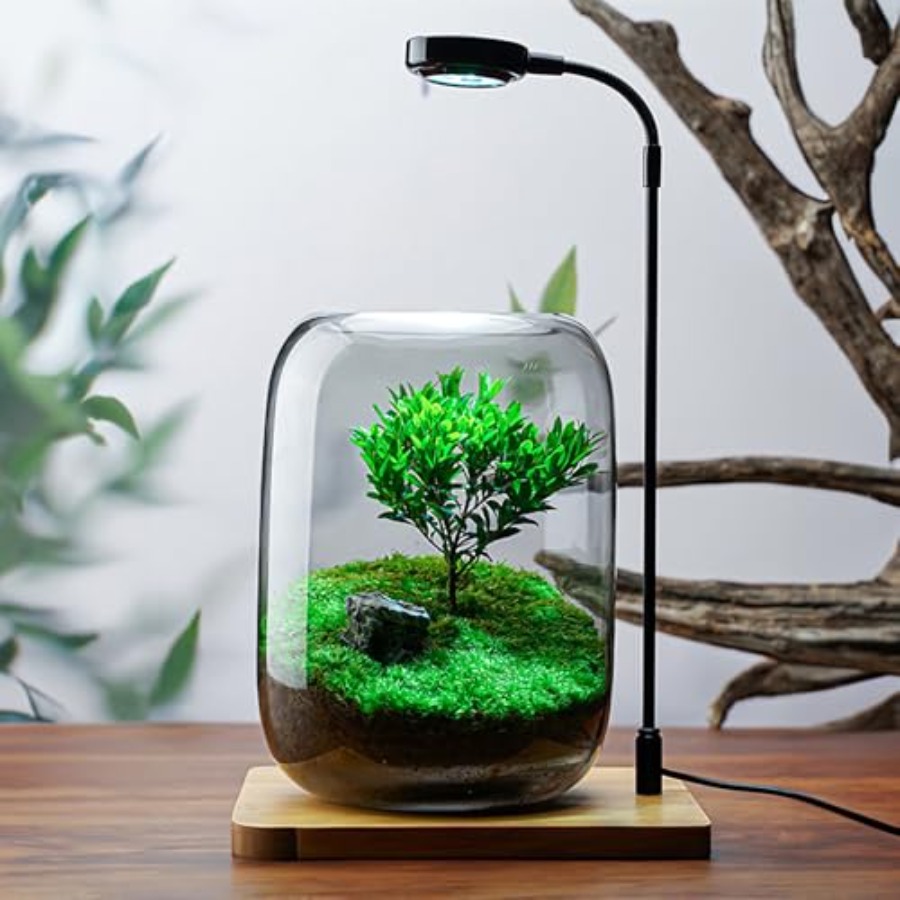 Glass Plant Terrarium Kit for  - Home Office With Plants review and price